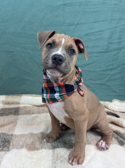 Woods, an adoptable Boxer in Phoenix, AZ