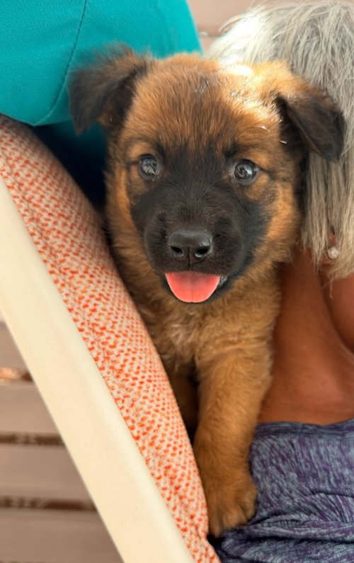 Sidekick