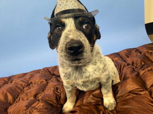 Vaquero