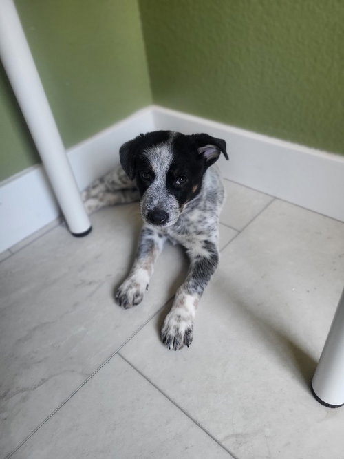 Vaquero photo 3