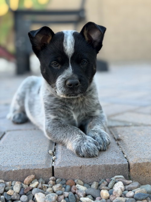 Wrangler