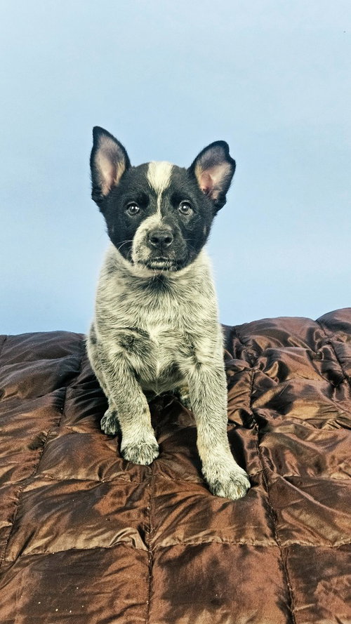 Wrangler photo 4