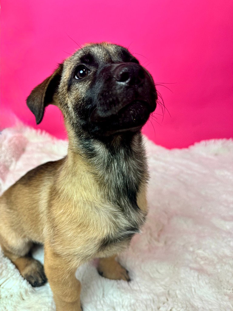 Cape Coral, Shepherd