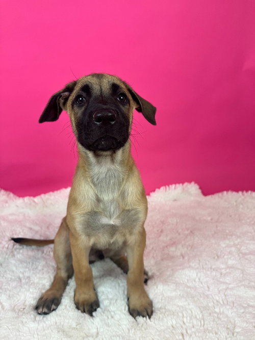 St. Petersburg, a dog for adoption from Almost There: A Mom + Pups Rescue