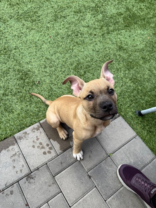 Poached, a dog for adoption from Almost There: A Mom + Pups Rescue
