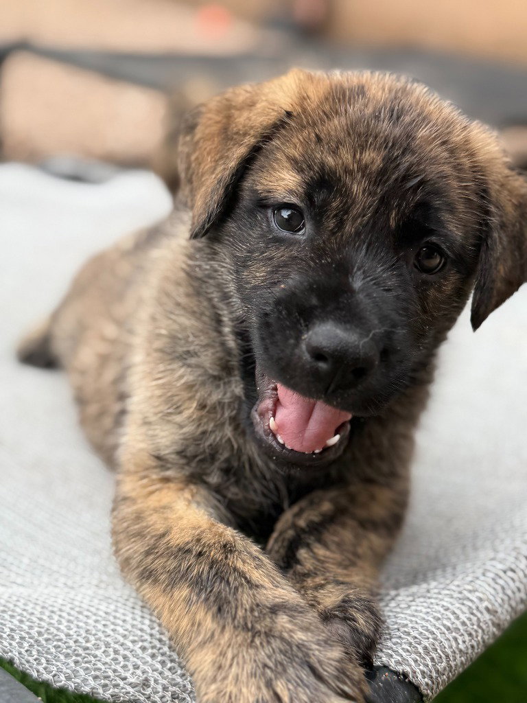 Voodoo, Shepherd