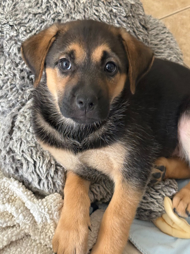 Hex, Shepherd