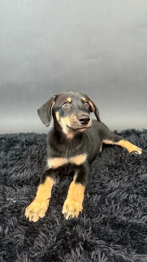 Bear, a dog for adoption from Almost There: A Mom + Pups Rescue