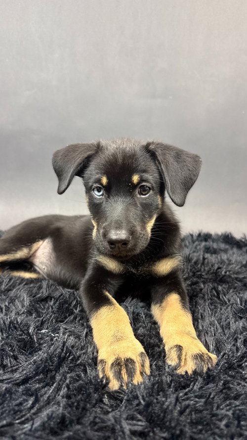 Beauty, a dog for adoption from Almost There: A Mom + Pups Rescue