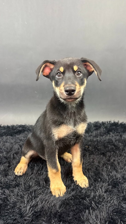 Diamond, a dog for adoption from Almost There: A Mom + Pups Rescue