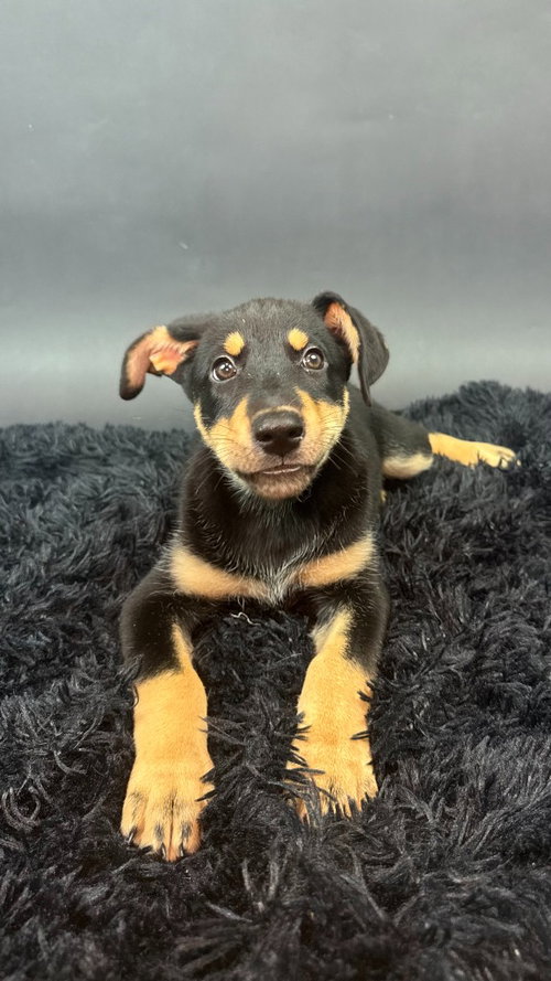 Ice, a dog for adoption from Almost There: A Mom + Pups Rescue