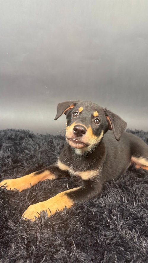 Licorice, a dog for adoption from Almost There: A Mom + Pups Rescue