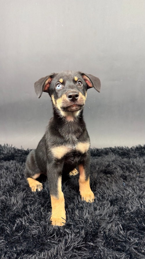 Mamba, a dog for adoption from Almost There: A Mom + Pups Rescue