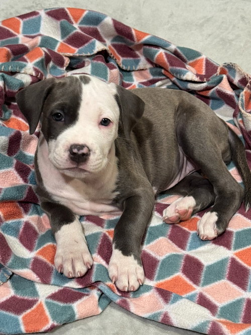 Pearl, a dog for adoption from Almost There: A Mom + Pups Rescue