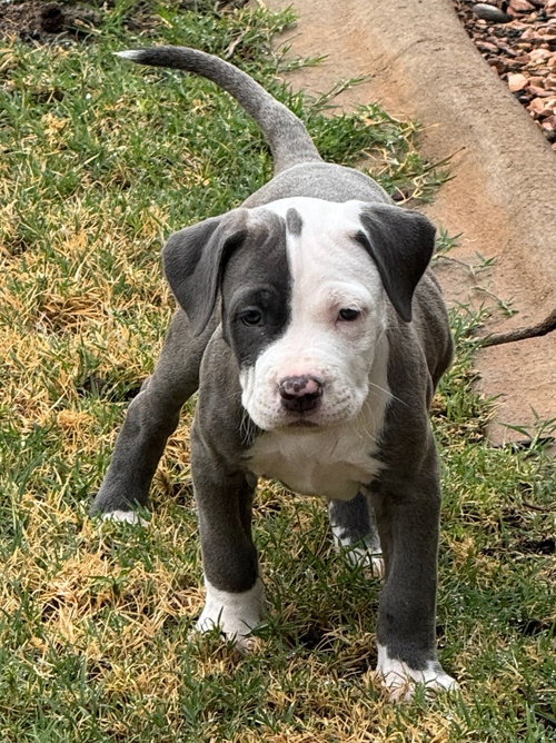 Photo 2 of Pearl