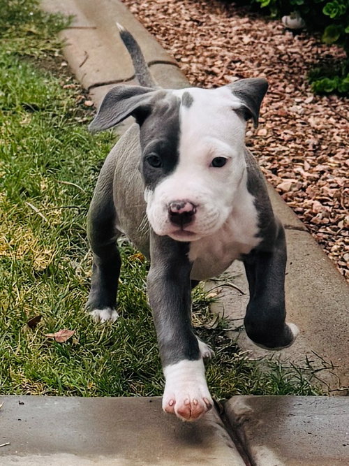 Photo 3 of Pearl