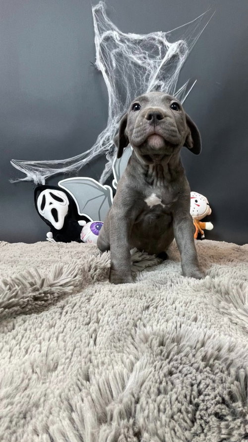 Carrie White, a dog for adoption from Almost There: A Mom + Pups Rescue