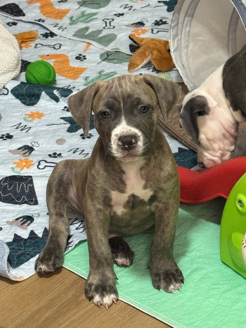 Freddy Kruger, a dog for adoption from Almost There: A Mom + Pups Rescue