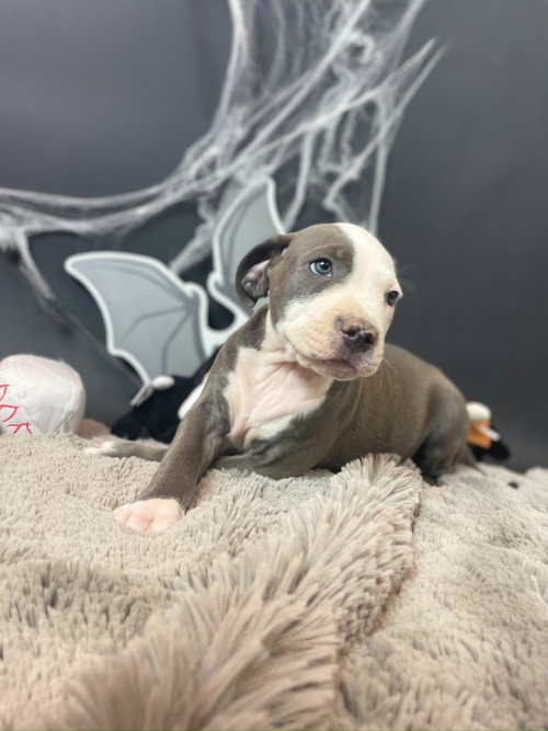 Michael Myers, a dog for adoption from Almost There: A Mom + Pups Rescue