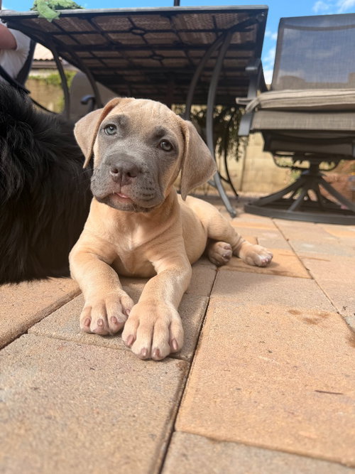 Hannibal, a dog for adoption from Almost There: A Mom + Pups Rescue