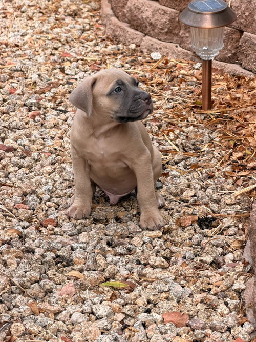 Photo 3 of Hannibal