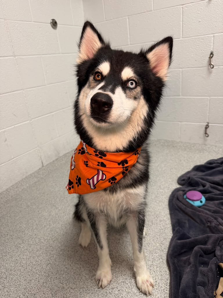 Raven, photo 2