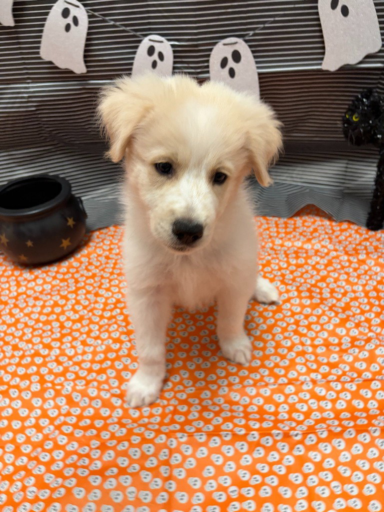 Cocoa, photo 2