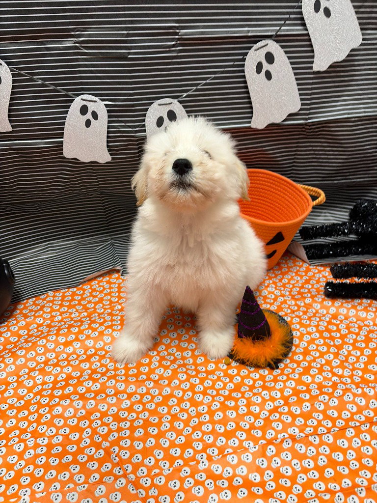 Marshmallow, photo 2