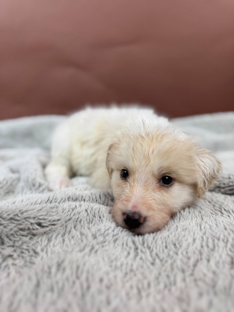 Marshmallow, photo 4