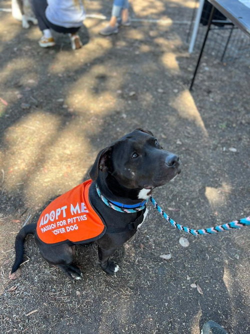 Igor, an adoptable Pit Bull Terrier in Chula Vista, CA