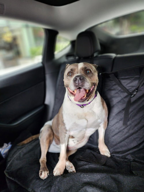 Polly, an adoptable Pit Bull Terrier in Chula Vista, CA