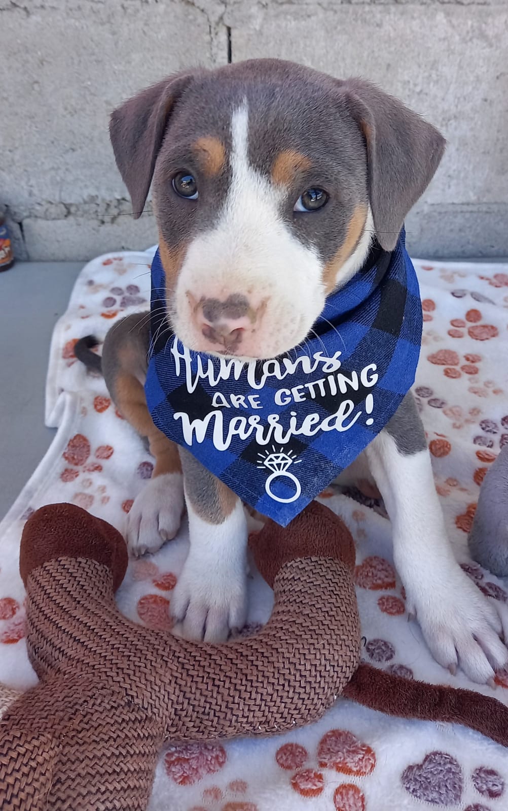 Puppy Wilder, Pit Bull Terrier