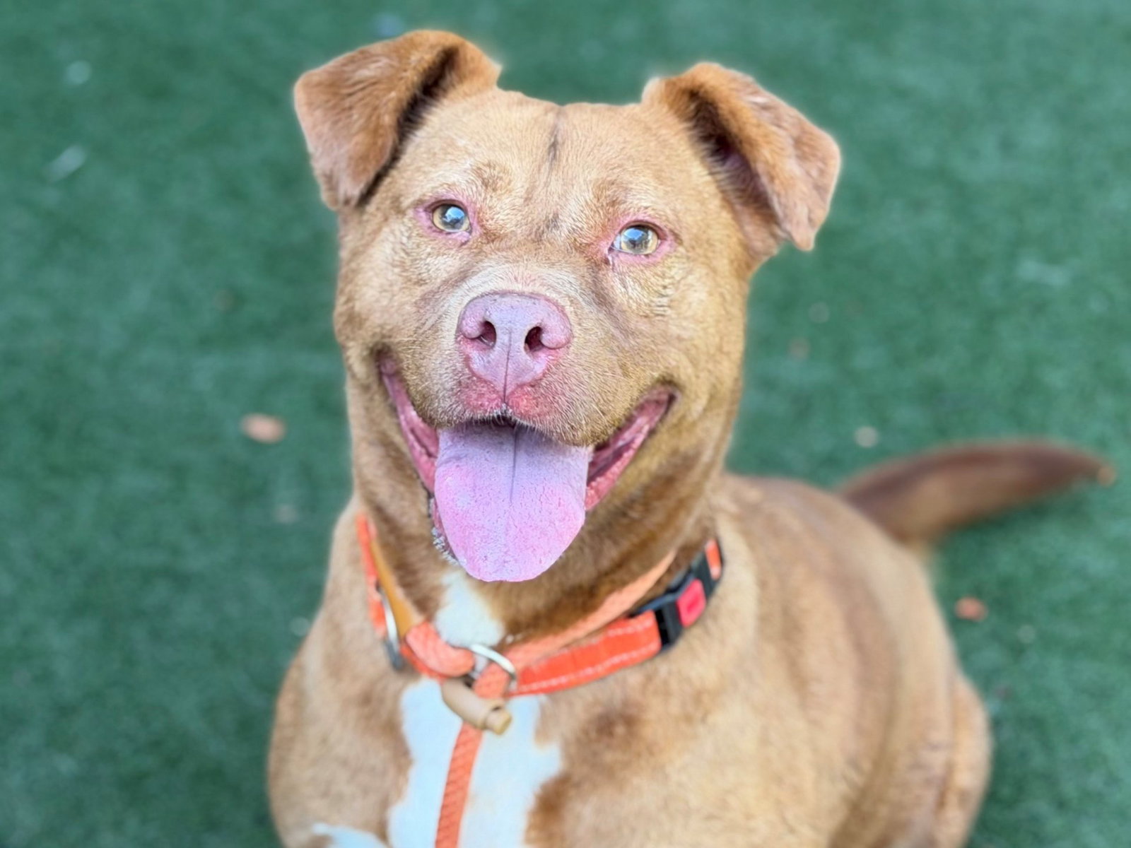 Stevie, Pit Bull Terrier