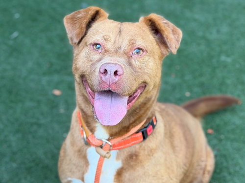 Stevie, a dog for adoption from Passion for Pitties