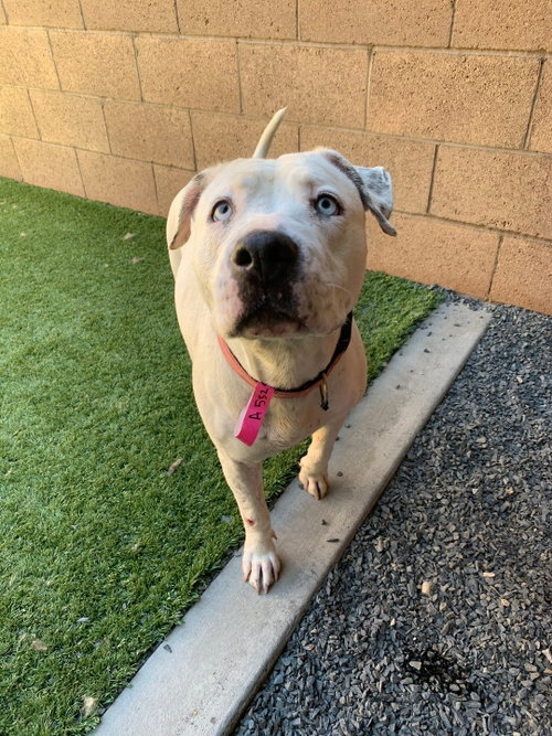 Alandra, a dog for adoption from Passion for Pitties