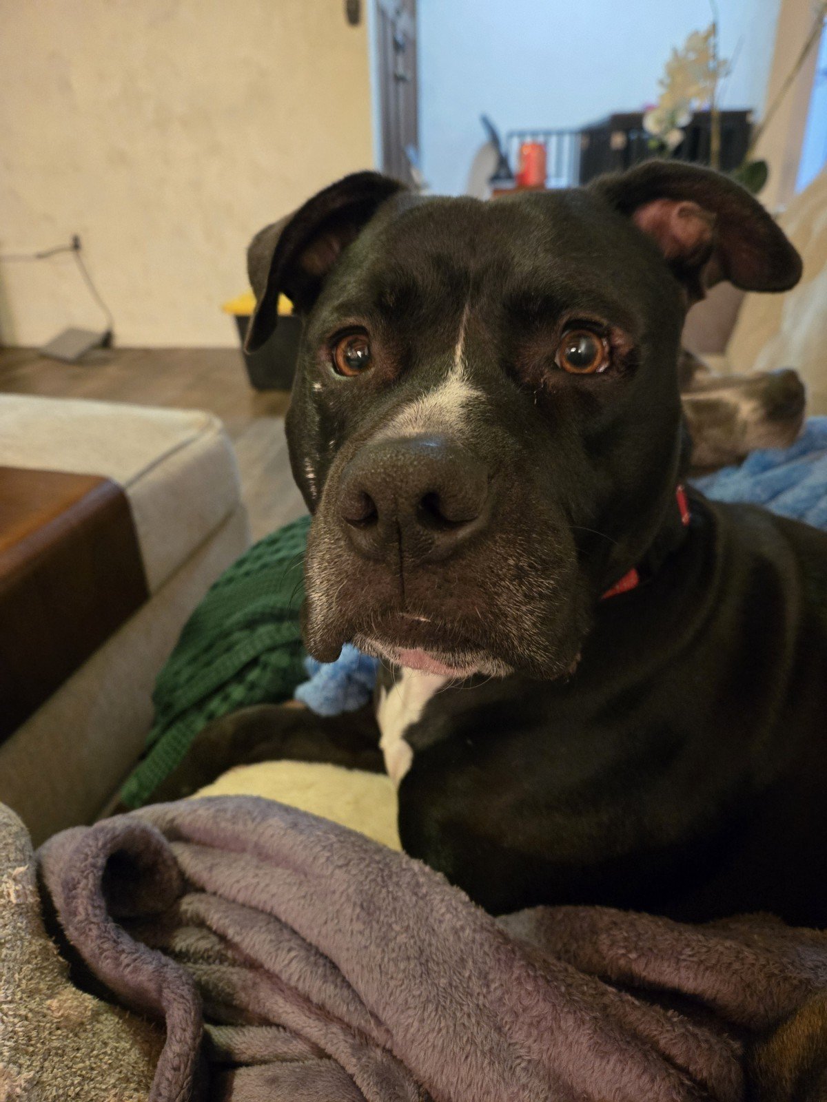 Charlie, Pit Bull Terrier