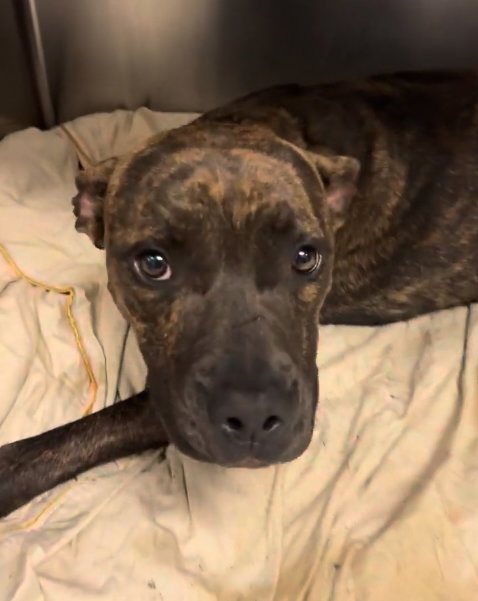 Kelly, Pit Bull Terrier