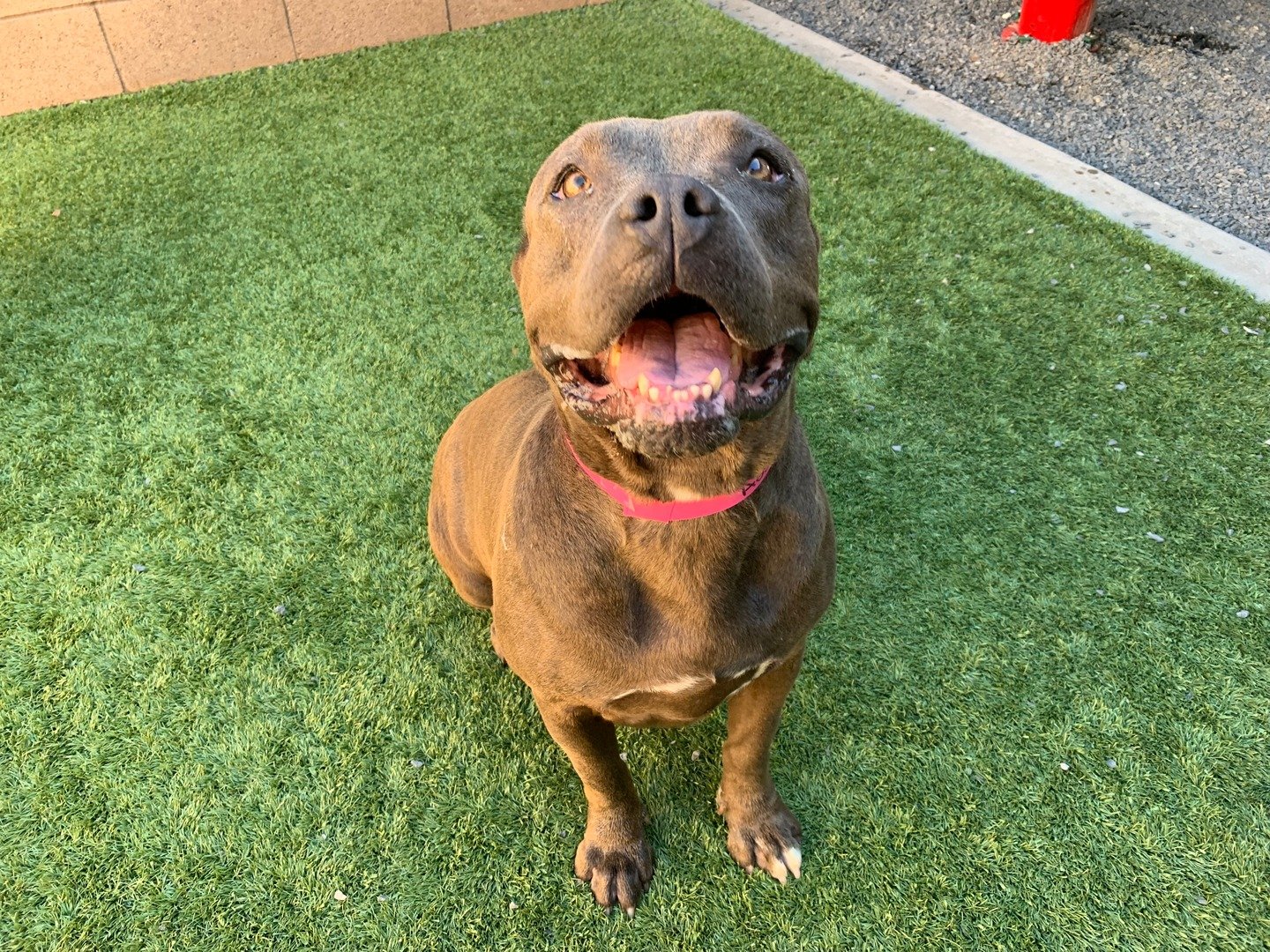 Kimmy, Pit Bull Terrier