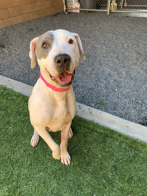 Lolly, a dog for adoption from Passion for Pitties