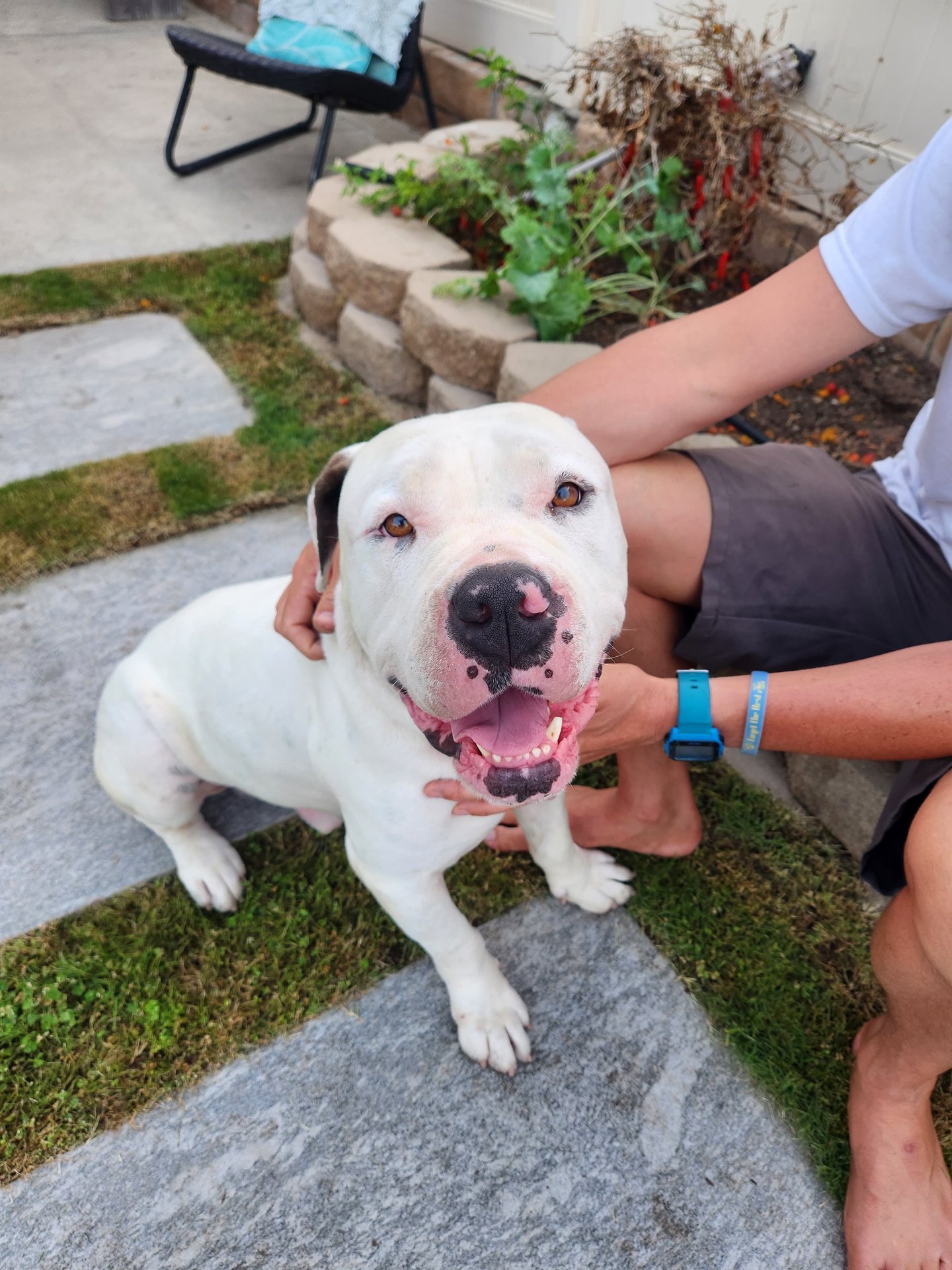 Tank, Pit Bull Terrier
