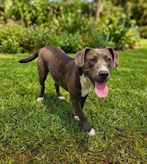 Muskateer, a dog for adoption from Humane Society Adoption Center of Monroe Inc.