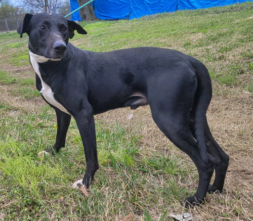 Photo 2 of Miler