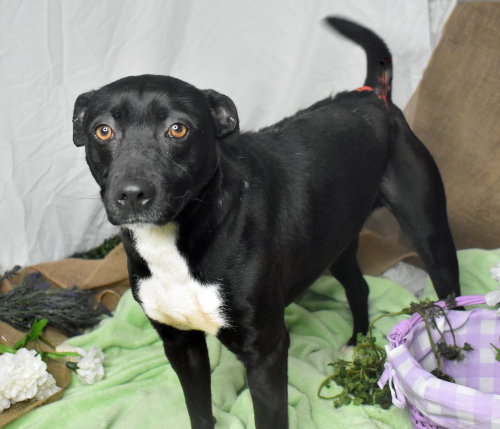 Photo 2 of Blaze