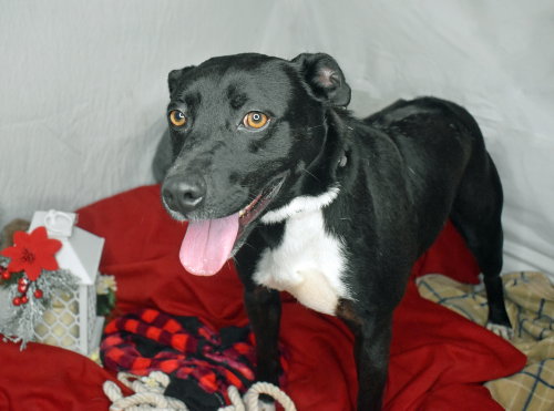 Photo 3 of Blaze