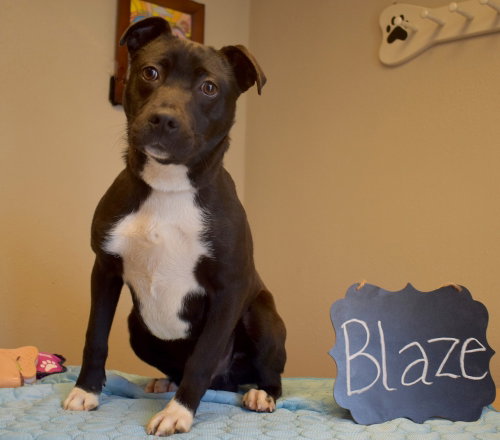 Photo 4 of Blaze