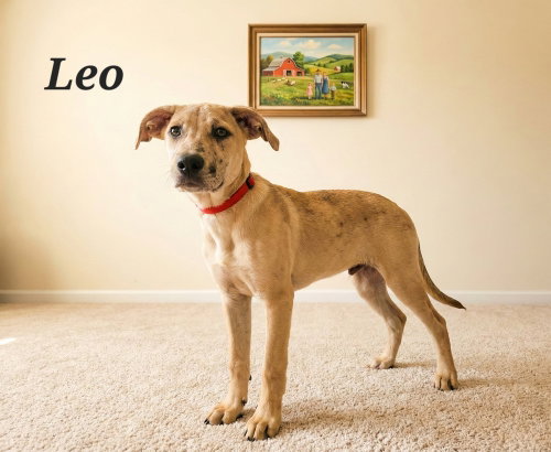 Leo