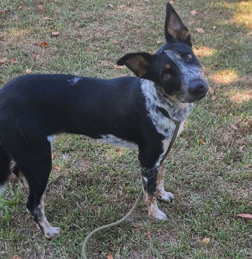 Misty, a dog for adoption from Humane Society Adoption Center of Monroe Inc.