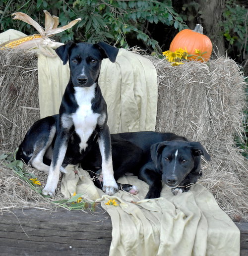 Photo 3 of Jack