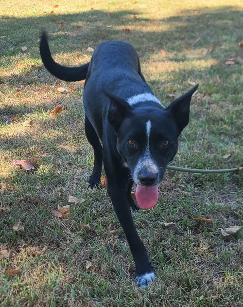 Maddie, a dog for adoption from Humane Society Adoption Center of Monroe Inc.