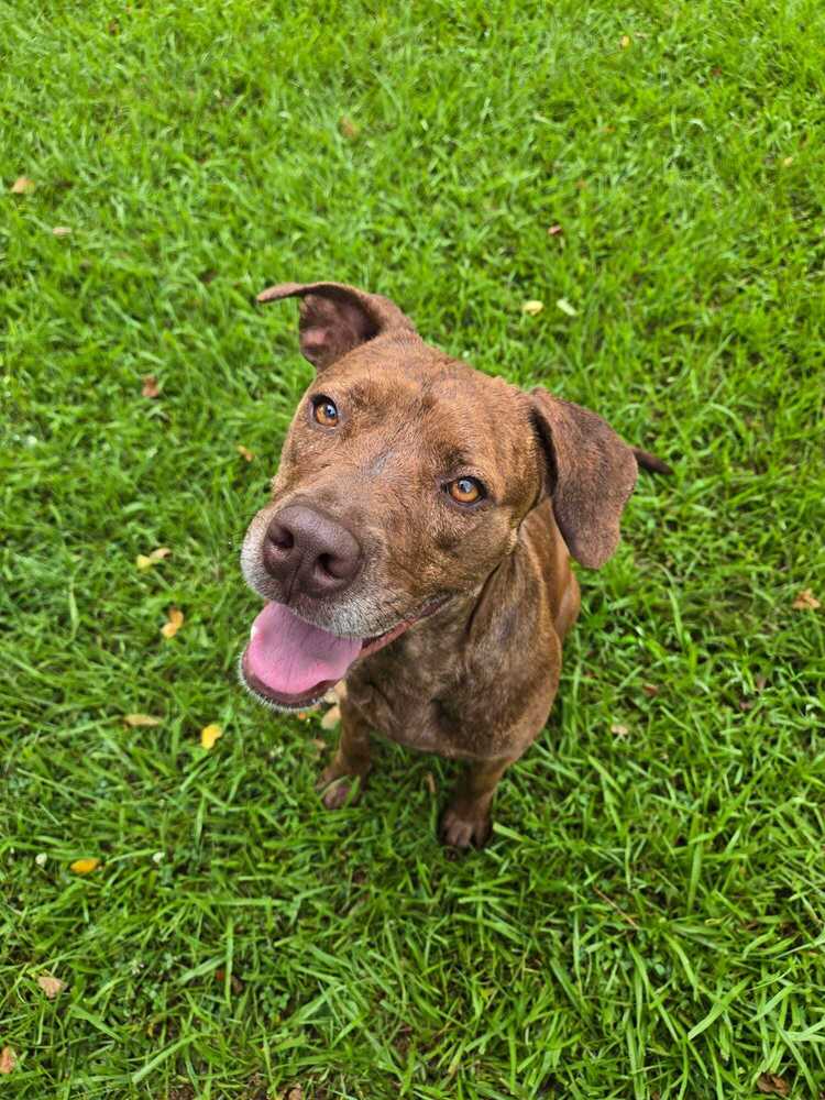 Treasure, Pit Bull Terrier